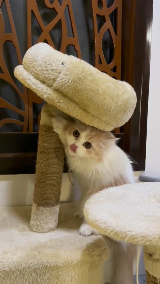 Cat resting peacefully
