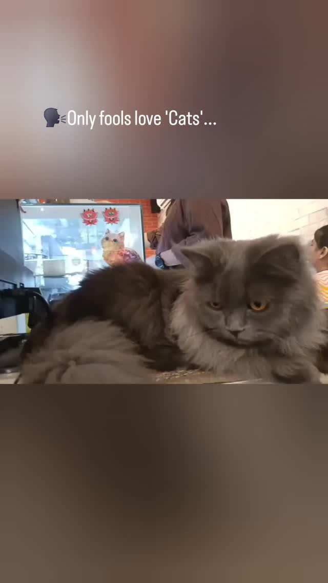Cat at Oven Kissed