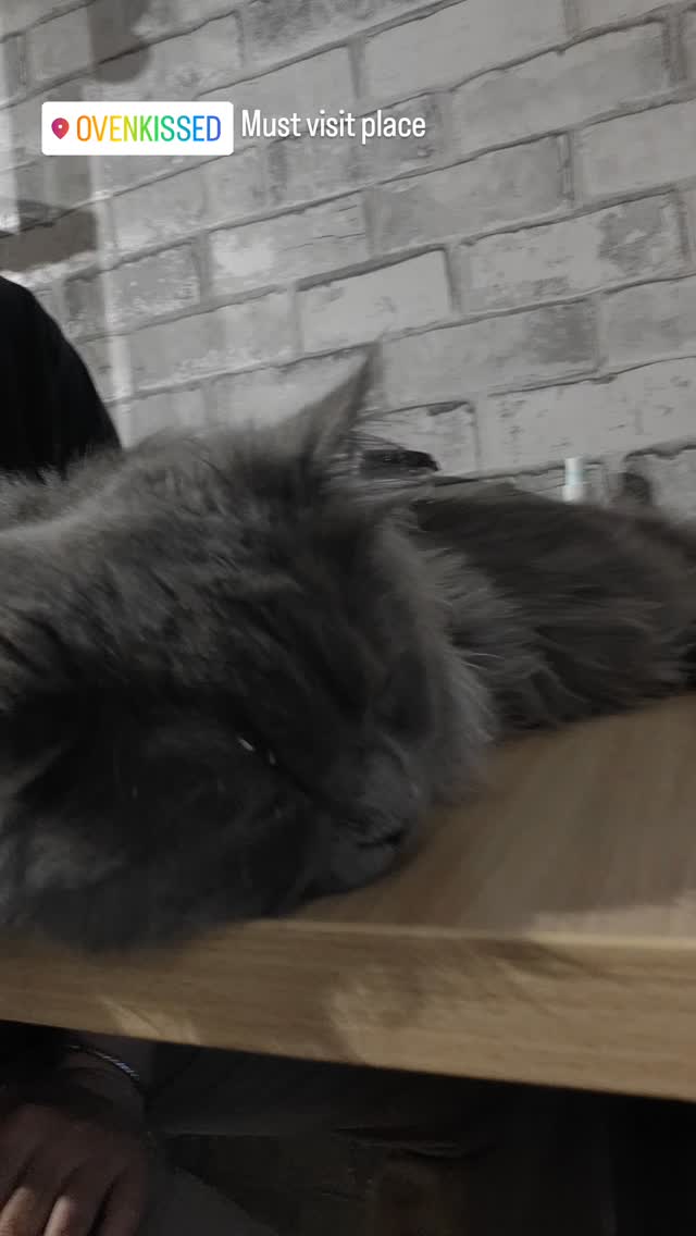 Cat at Oven Kissed
